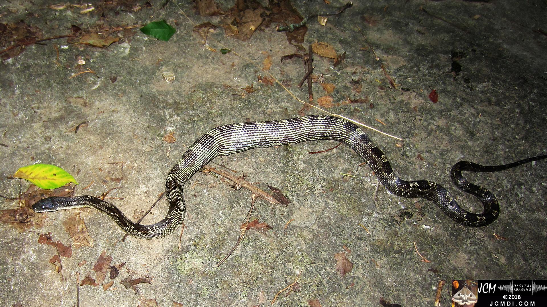 A Gray Ratsnake with very full belly, filmed in Tennessee